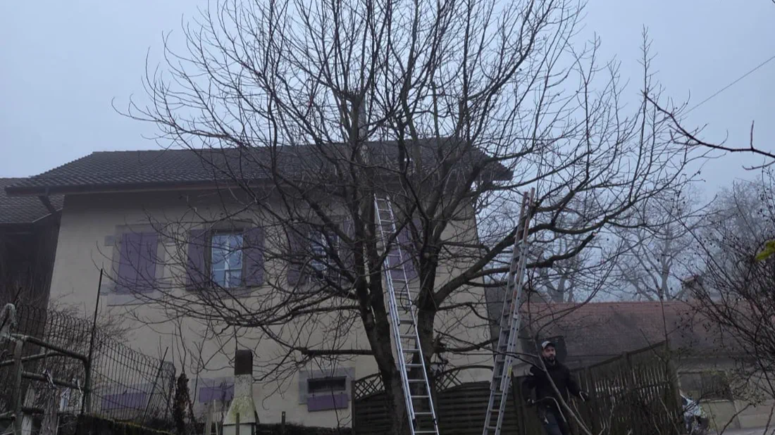Taille d’arbres